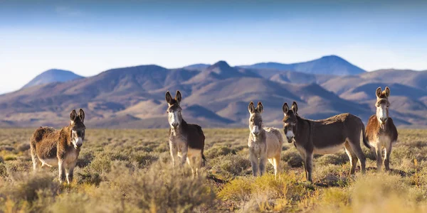 Burros selvagens em Nevada Paisagem — Fotografia de Stock