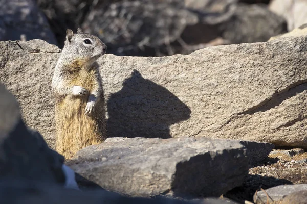 Mignon California Ground Squirrel debout sur les pattes arrière — Photo