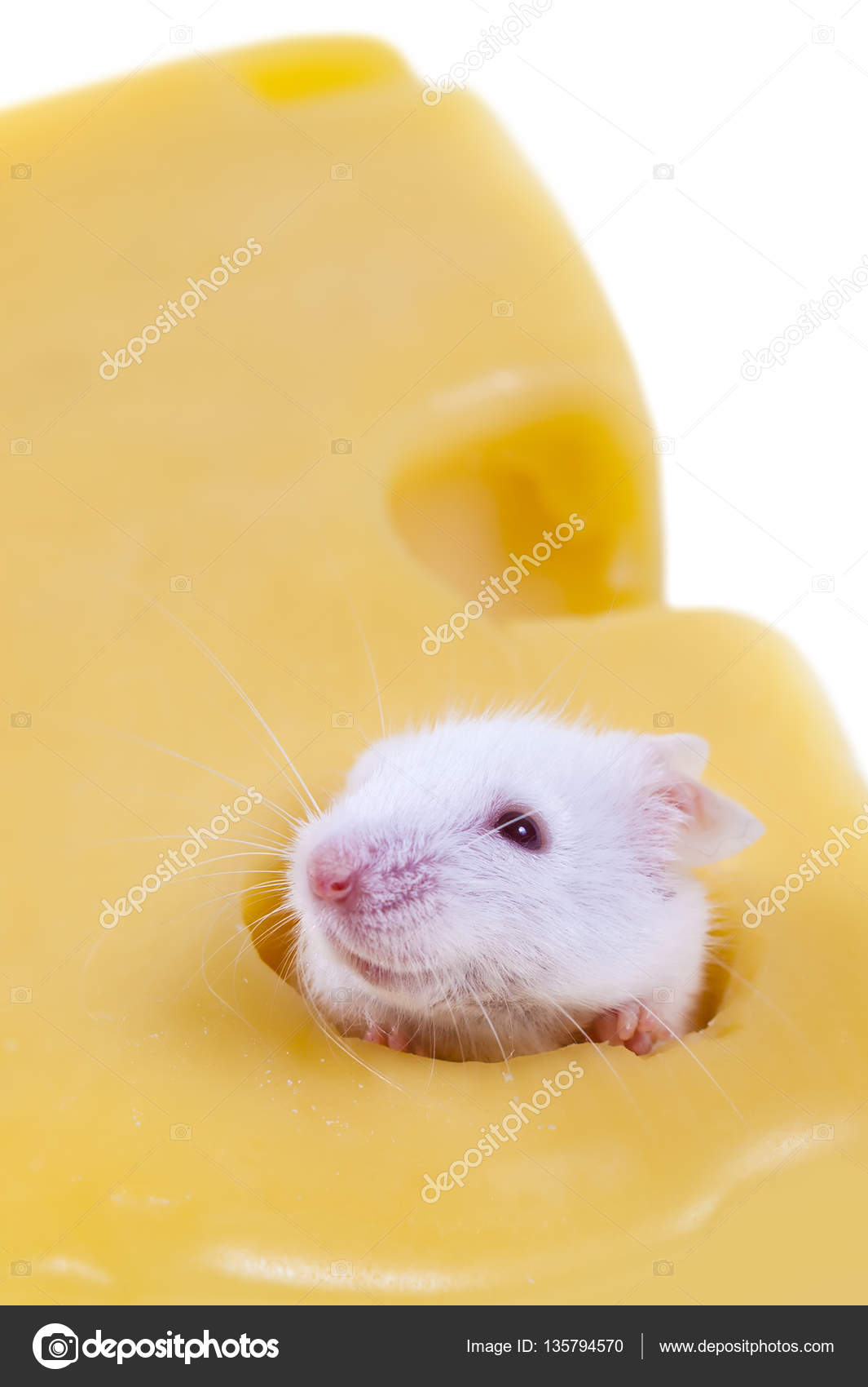 cute white mouse