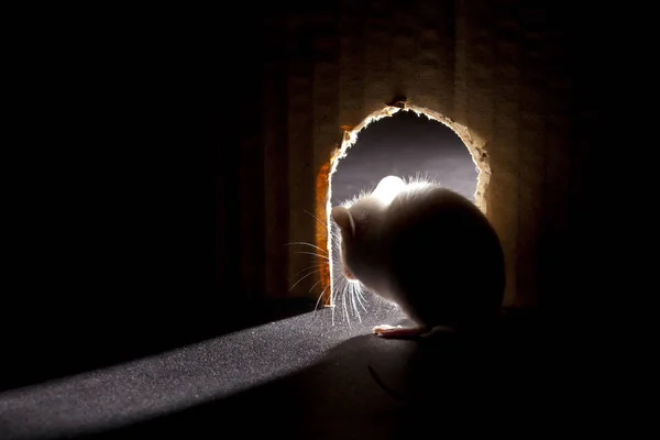 Mouse looking out of hole, interior point of view — Stock Photo, Image