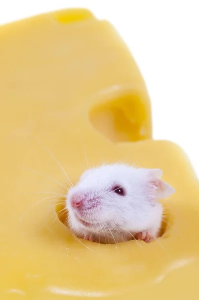 Симпатичная белая мышь внутри куска швейцарского сыра — стоковое фото