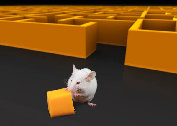 Weiße Maus am Ausgang des Labyrinths mit Käse. — Stockfoto