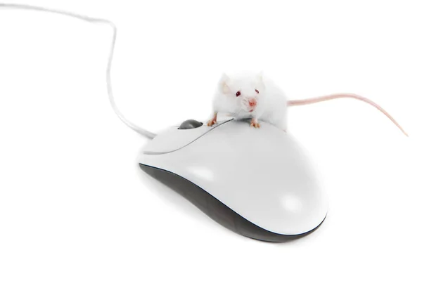 Rato branco no mouse de computador com fundo branco — Fotografia de Stock