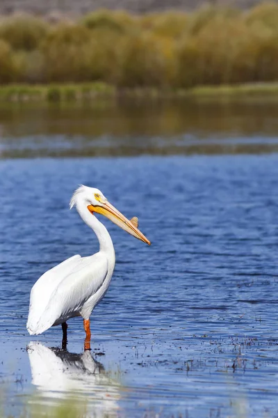 White Pelican in Martis Lake, Truckee, California — Stock Photo, Image