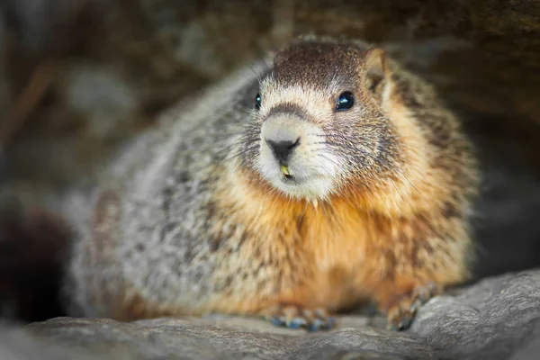 Gros plan de la marmotte à ventre jaune assise sur un rocher — Photo