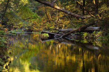 Marin County nehir ve San Francisco, California yakınındaki sulak