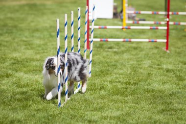 Çeviklik köpek eğitim