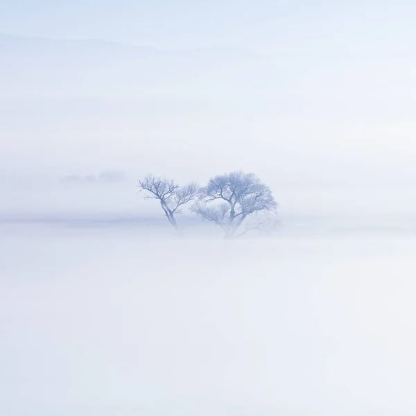 Albero nudo in un campo innevato con nebbia pesante in inverno . — Foto Stock