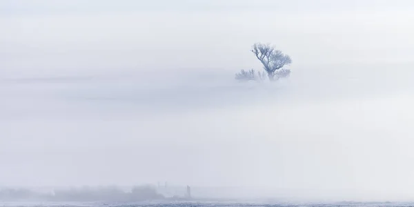 Árbol desnudo en un campo nevado con niebla pesada en invierno . —  Fotos de Stock
