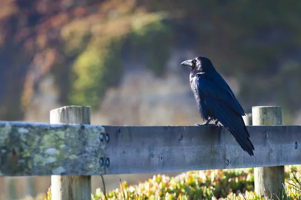Grand corbeau noir assis sur un poteau de clôture — Photo