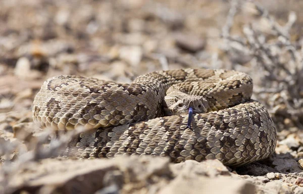 Coiled rattle snake with shallow depth of field. Focus is on the snakes eyes. — Stock Photo, Image