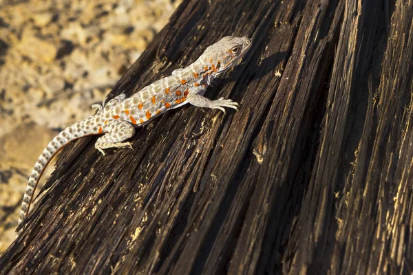 Lagarto anaranjado y bronceado en el desierto sobre un viejo pedazo de madera. Disparo cerca de Blair, Nevada — Foto de Stock