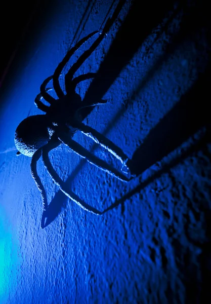 Große falsche Spinne mit langen Schatten im Spukhaus. — Stockfoto