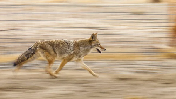 Running coyote with motion blur from panning the camera. Focus is on the eye. — Stock Photo, Image
