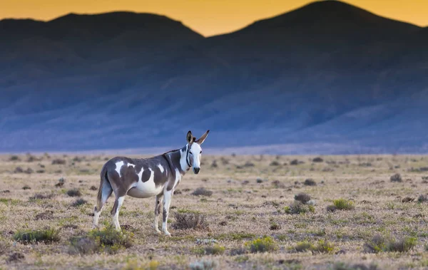 Burro no deserto de Nevada ao pôr-do-sol — Fotografia de Stock