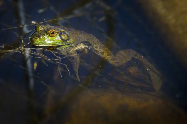 Bull Frog waiting on the surface for bugs