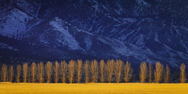 Arka planda karlı dağlar gün batımında ağaç sınırından. Carson Valley, Nevada