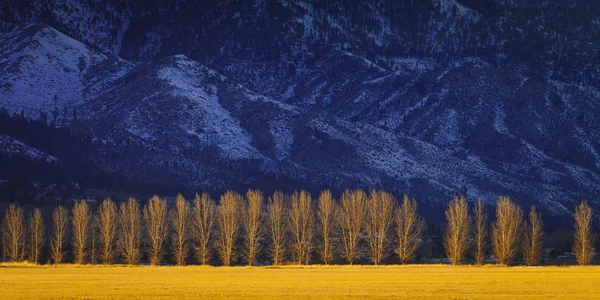 Árbol al atardecer con montañas nevadas al fondo. Carson Valley, Nevada —  Fotos de Stock