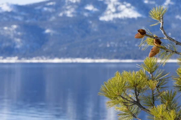 塔霍湖的冬天与松树和松果作为背景图像右侧的边界。浅景深的重点放在松果和树. — 图库照片