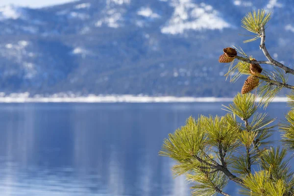 Lake Tahoe télen a fenyő és a fenyőtoboz, mint háttér kép jobb oldalán a határ. Sekély mélységélesség, fenyő kúpok és fa. — Stock Fotó