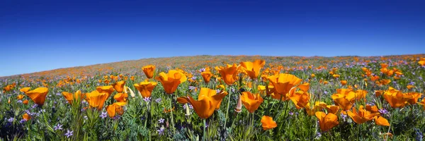 Papaveri selvatici della California ad Antelope Valley California Poppy Reserve — Foto Stock