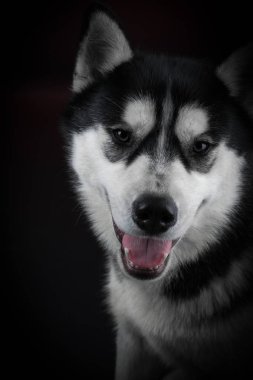 güzel siberian dış yapraklar.