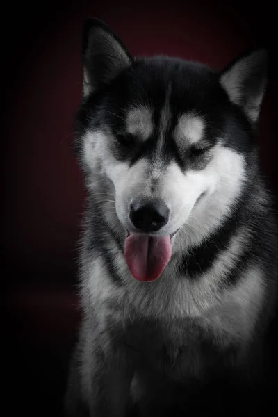 Hermoso Husky siberiano . — Foto de Stock