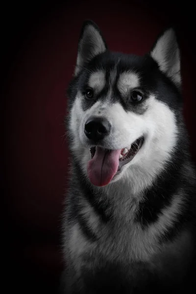 Gyönyörű szibériai Husky. — Stock Fotó