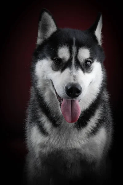 Gyönyörű szibériai Husky. — Stock Fotó