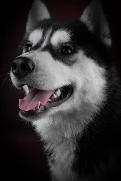 Gyönyörű szibériai Husky. — Stock Fotó