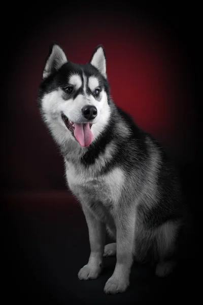 Gyönyörű szibériai Husky. — Stock Fotó