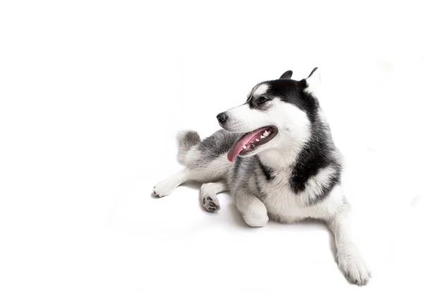 Beautiful siberian husky. — Stock Photo, Image