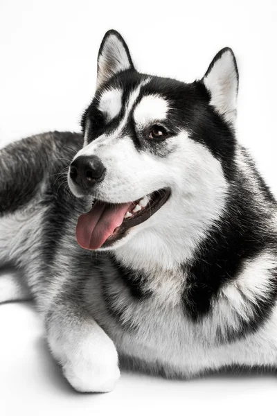 Hermoso Husky siberiano . — Foto de Stock