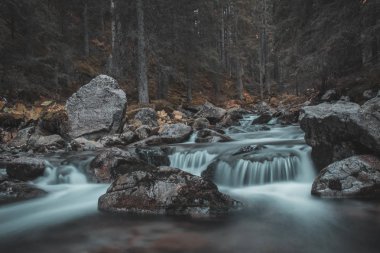 Vahşi Nehir Antik Ormanda, Zakopane, Polonya