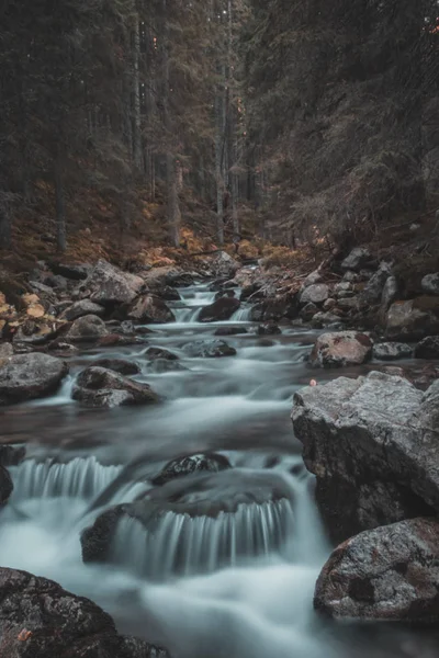 Flujos Del Río Salvaje Bosque Antiguo Zakopane Polonia — Foto de Stock