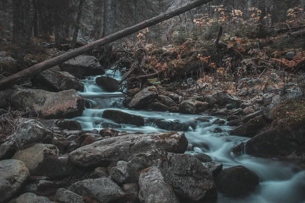 Flujos Del Río Salvaje Bosque Antiguo Zakopane Polonia — Foto de Stock