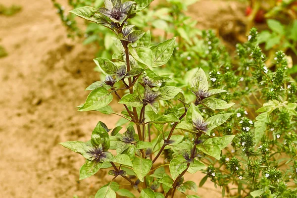 Wild basil plant in a garden — Stock Photo, Image