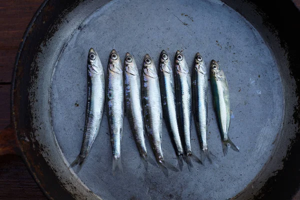 Satır taze hamsi balıklar