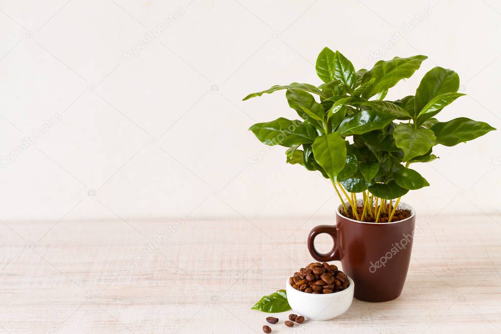 Coffee beans and coffee tree