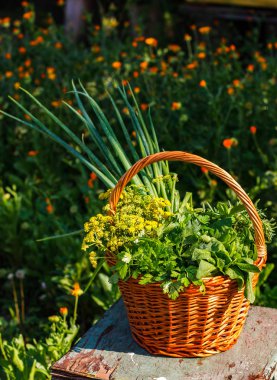 taze aromatik bitkiler 