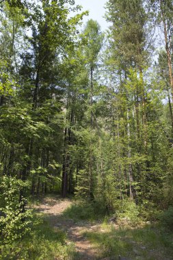 Ormandaki tahta patika.