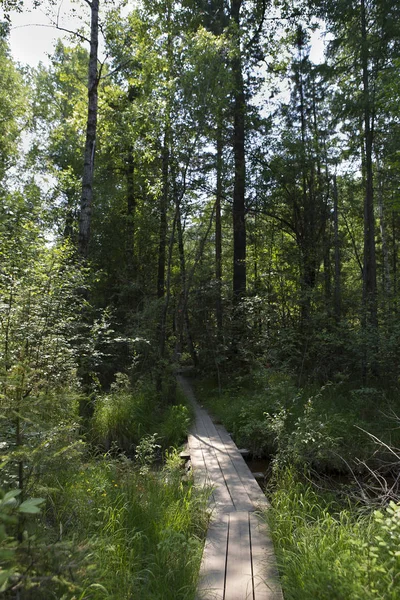 Chemin en bois dans la forêt — Photo