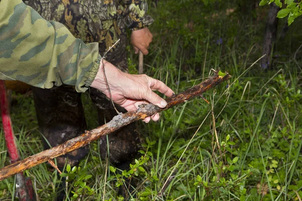 Tree branch in hand — Stock Photo, Image