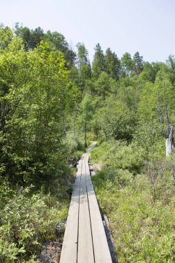 Ormandaki tahta patika.