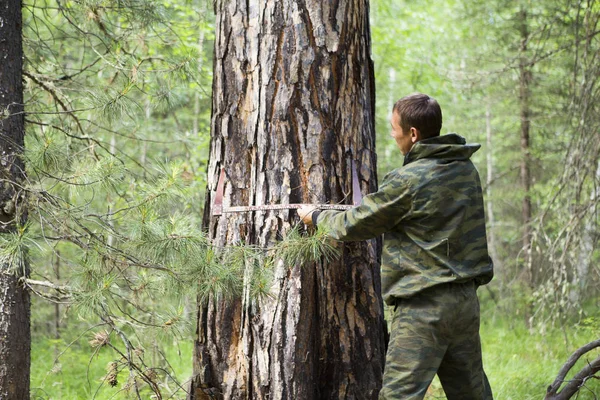 De diameter van een boom meten Rechtenvrije Stockfoto's