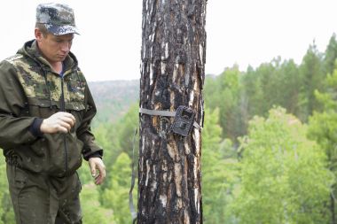 Ağaç üzerinde kamera tuzağı