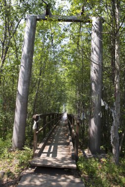 Ormandaki tahta patika.