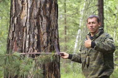 Ağaç ağaç gövdesi ile bir gövde kalınlığı ölçme aygıtı ile çap ölçümü
