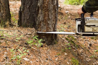 Ormancılık Müfettiş sıhhi ormanında felling için arsa dışarı işaretleme Ormancılar oluşan bir grupla. Sıhhi Sibirya Tayga ahşap bir chainsaw tarafından felling. doğrultusunda dizin imalatı. Adam ormandaki testere ile ağaç keser.