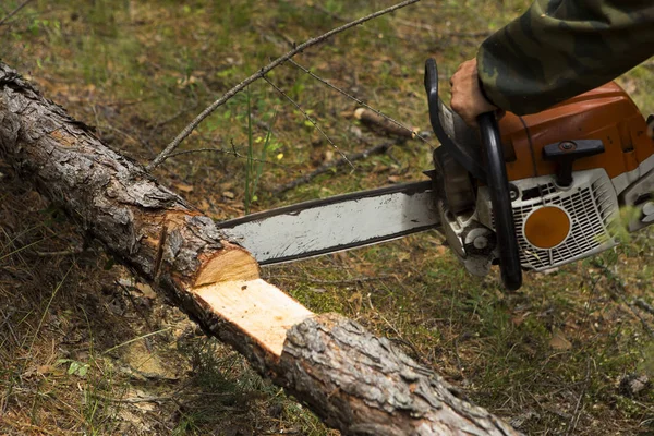 Forestry inspector with a group of foresters marking out the plot for sanitary felling of the forest. Manufacture of the index of the direction of sanitary felling of wood in the Siberian taiga by a chainsaw. Man cuts tree with chainsaw in forest.